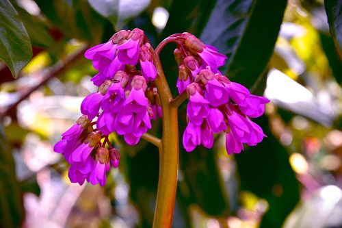 spring blossom bloom