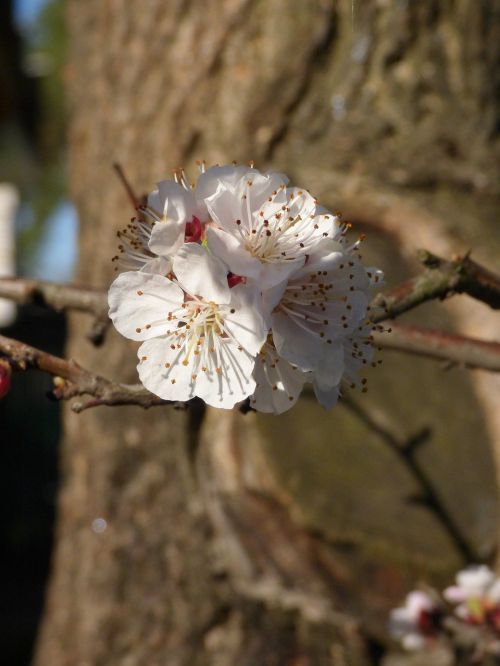 spring branch macro