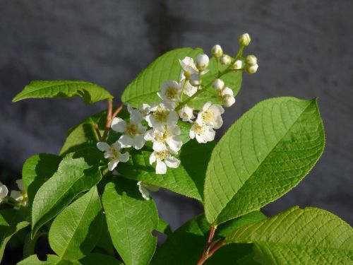 spring bird cherry macro photography