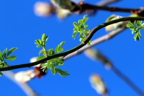 spring nature bloom