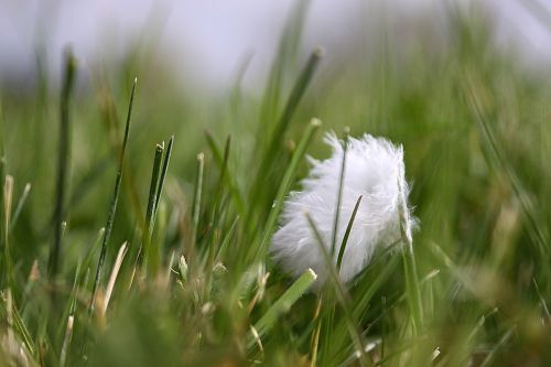 spring grass a feather