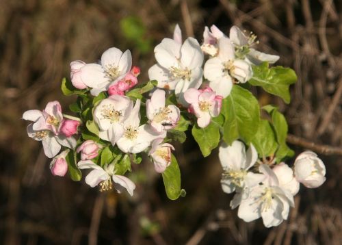 spring flowers tree