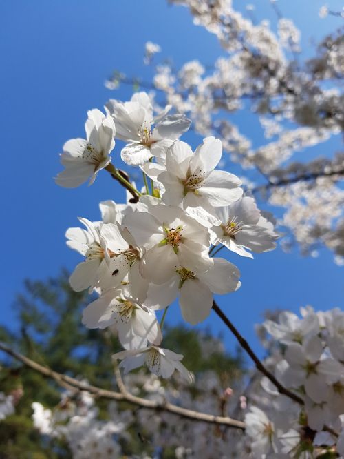 spring spring flowers cherry blossom