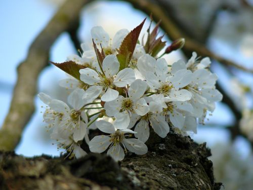 spring flower white