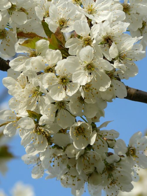 spring flower white
