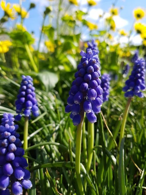 spring flowers nature