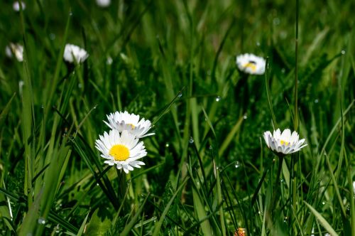 spring daisy white