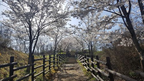 spring cherry blossom flower road