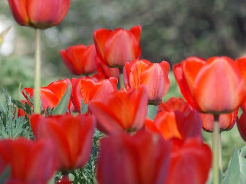 spring tulip spring flowers