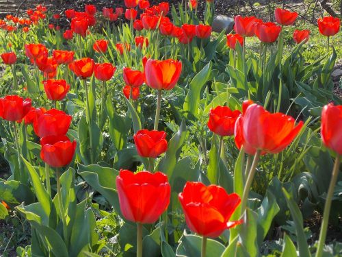 spring tulip spring flowers