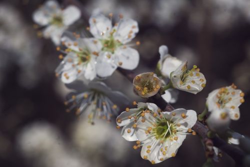 spring flowers white