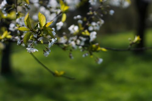 spring tree flowering