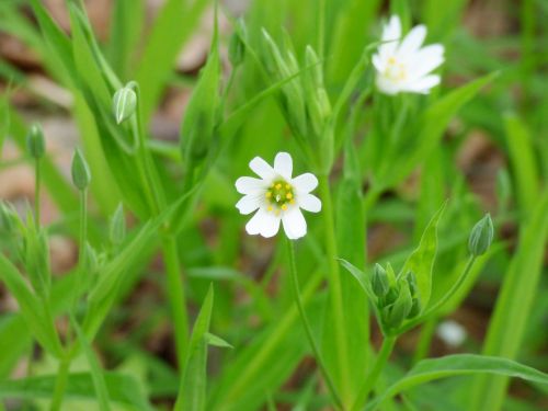 spring forest flowers