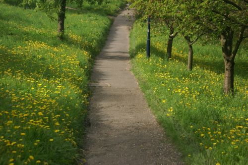 spring path dandelions