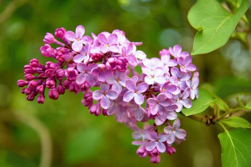 spring bush lilac