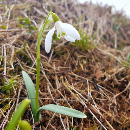 spring macro snowdrop