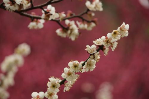spring plum blossom jiang mei