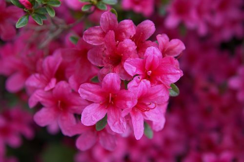 spring flowers garden