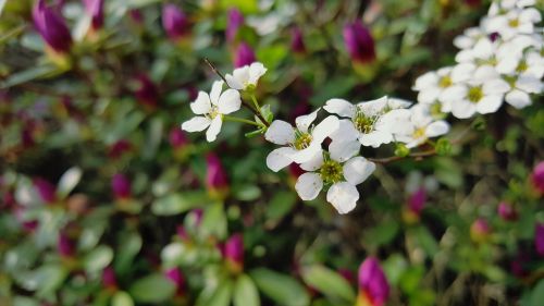 spring flowers flower