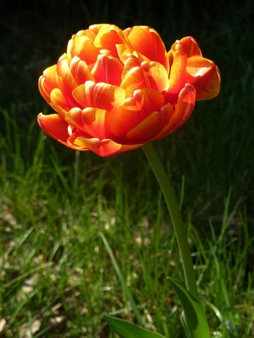 spring flower orange