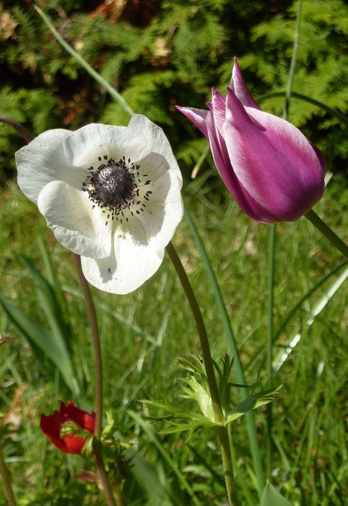 spring flowers duo