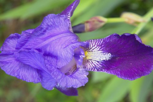 spring flowers purple