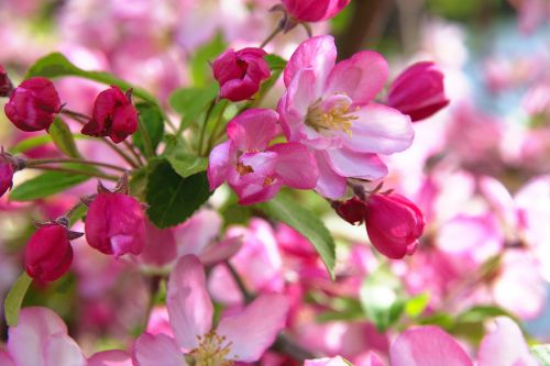 spring flowers apple