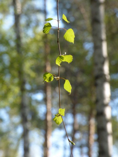 spring branch tree