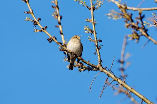 spring birds nature