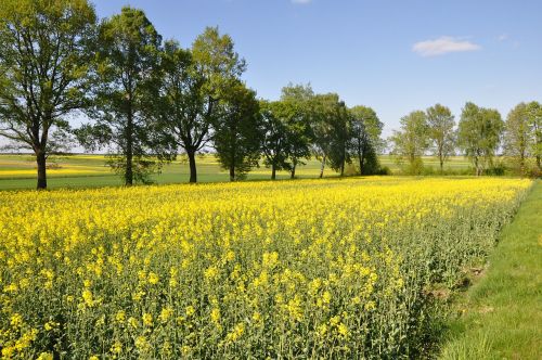 spring landscape field