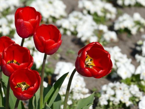 spring tulips nature