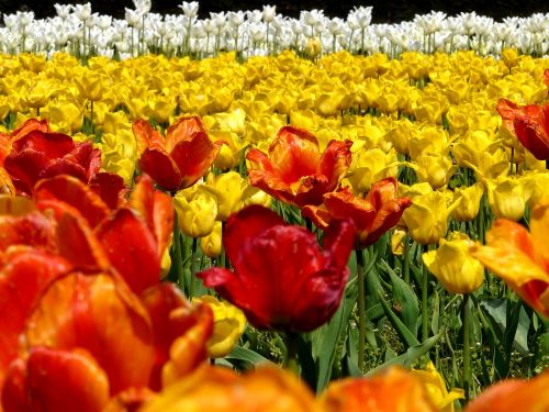 spring tulips tulip field