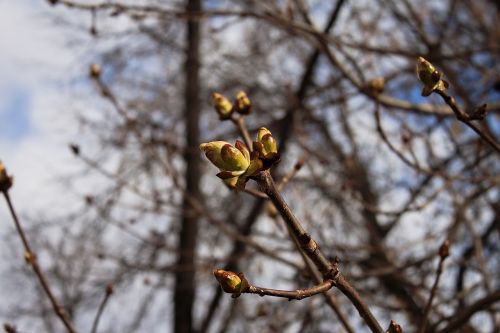 spring nature branch