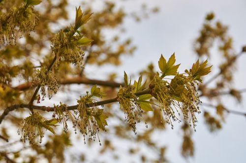 spring tree park