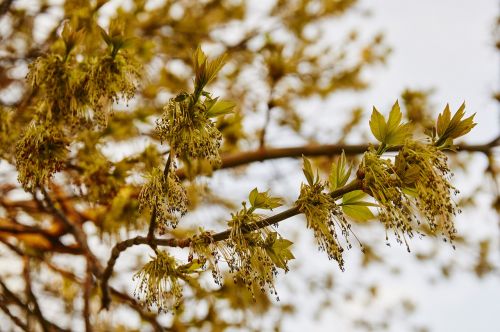 spring tree park