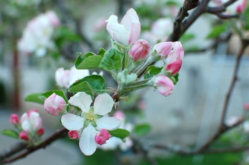 spring blossom apple