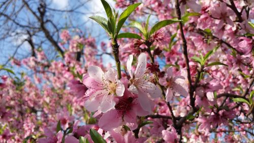 spring nature fruit tree