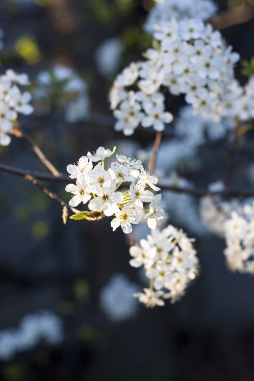 spring blooms blossom