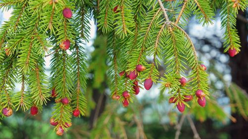spring spruce color