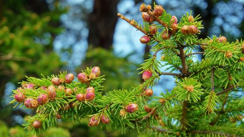 spring spruce color