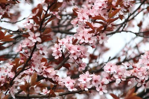 spring picnic flowers