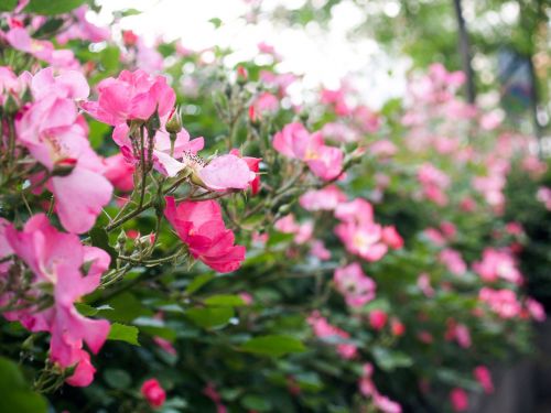 spring flower flowers