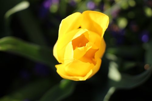spring tulip yellow