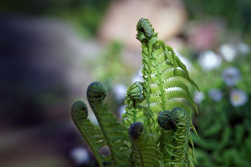 spring plant green