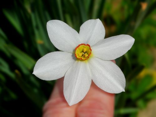 spring flower daffodil