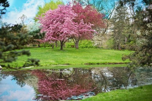 spring pink flowers pink tree