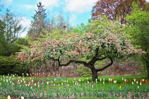 spring pink flowers pink tree