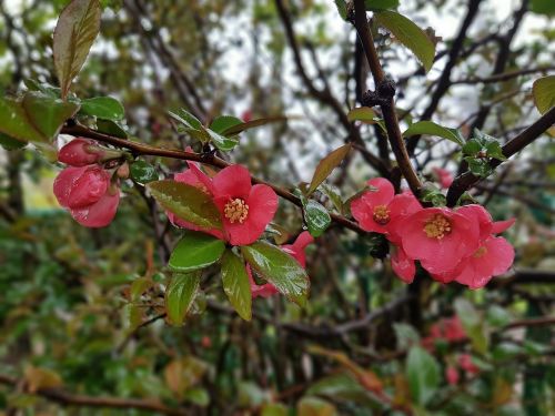 spring flowers chaenomeles