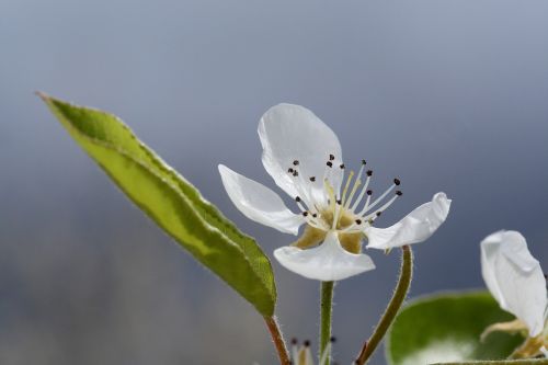 spring flower apple