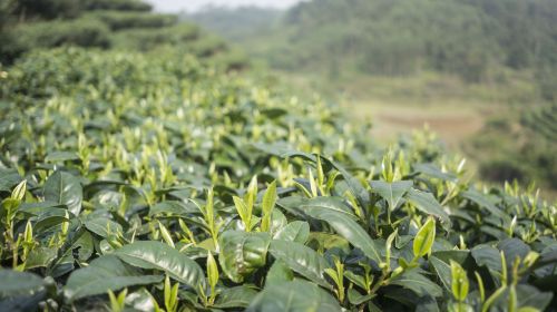 spring alpine tea garden